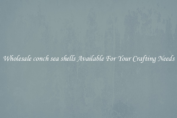 Wholesale conch sea shells Available For Your Crafting Needs